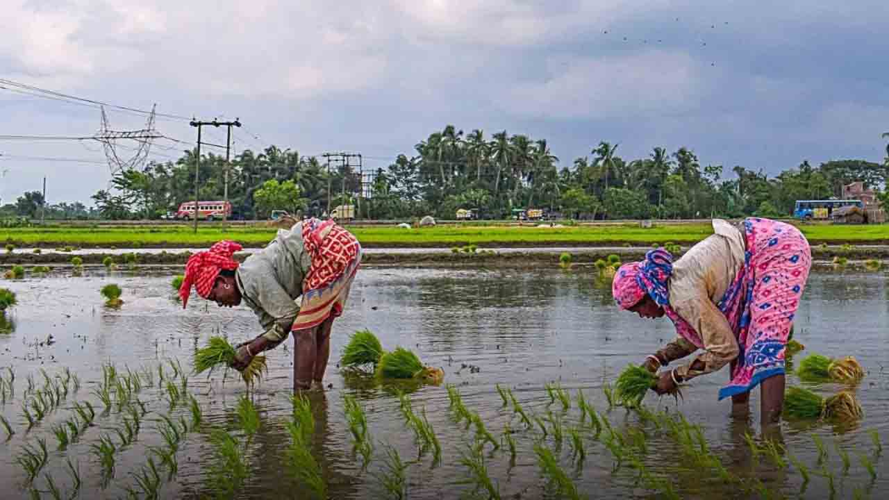 جنوبی بنگال میں بارش کی کمی سے چاول کے کاشت کار پریشان