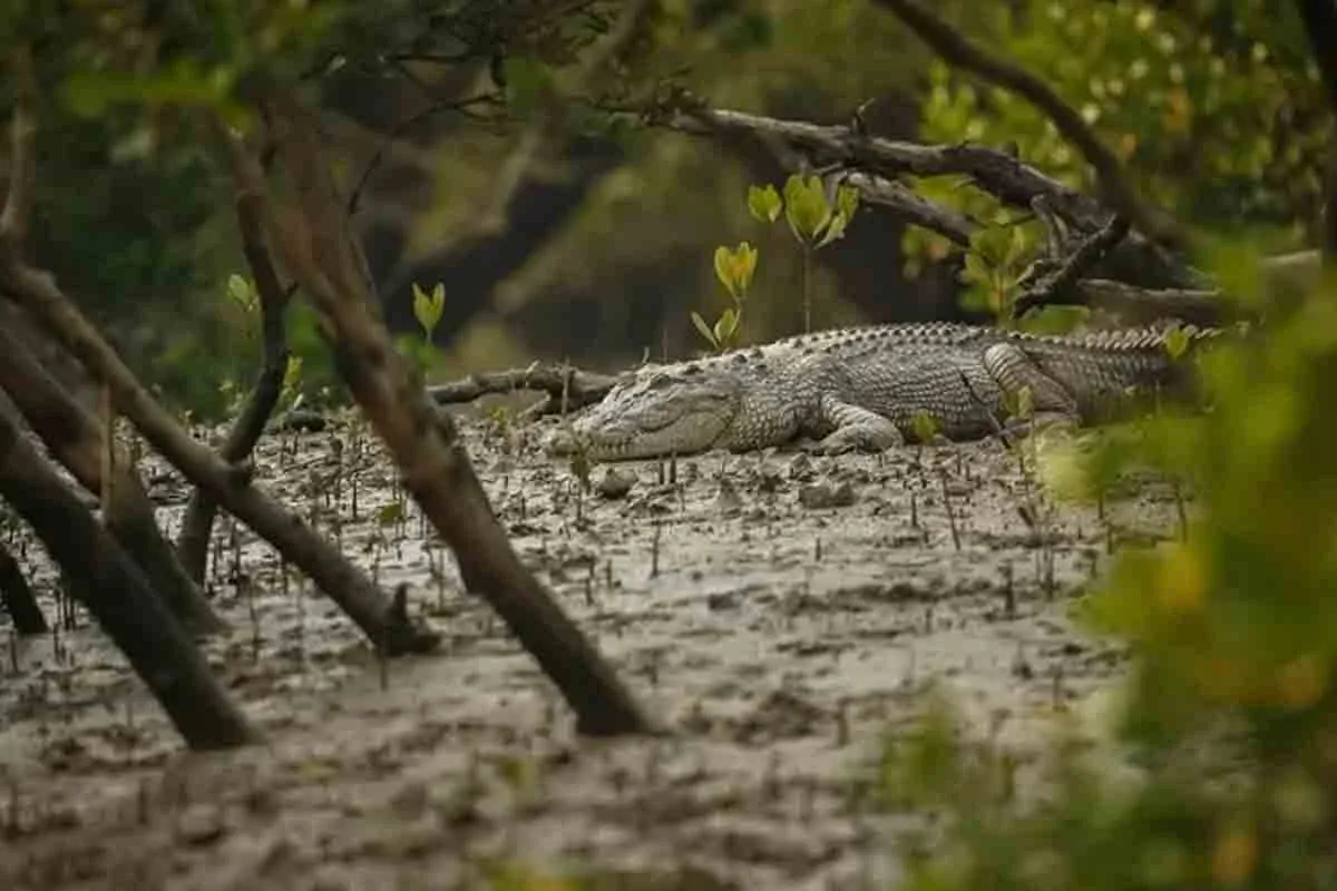 محکمہ جنگلات ہر 2 ماہ بعد سندربن میں مگرمچھوں کی گنتی کرے گا