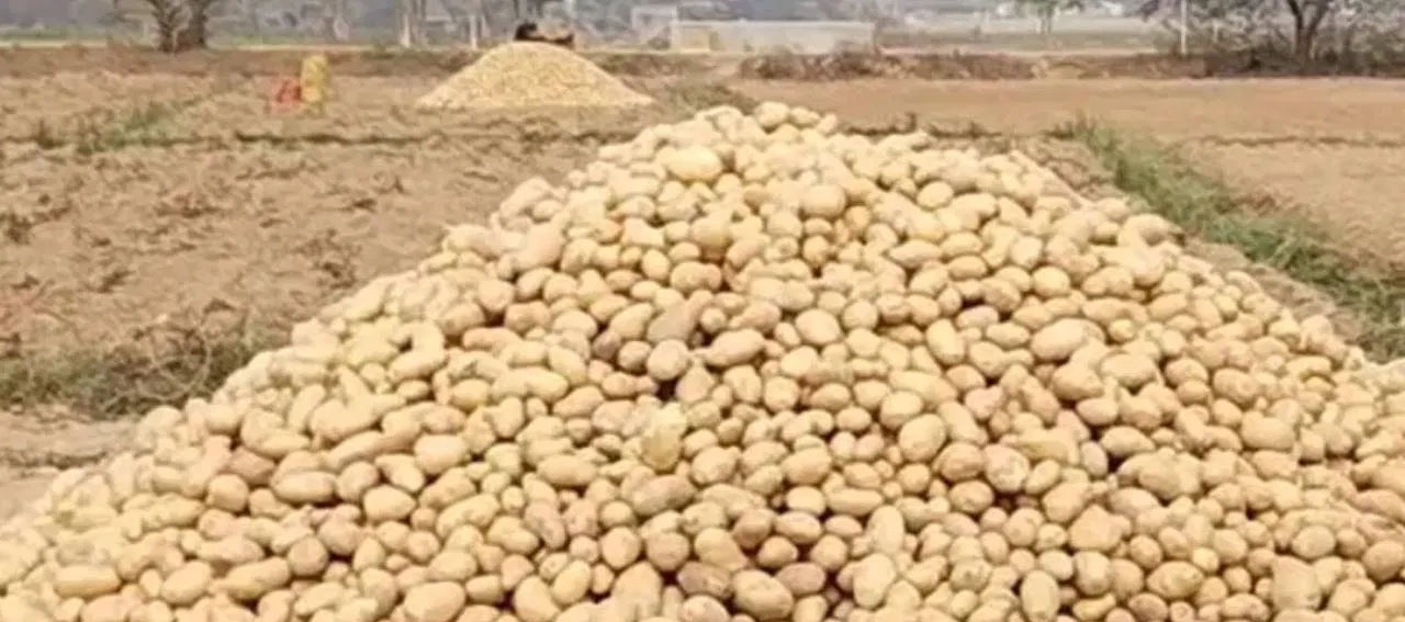 مغربی مدنا پور کے چندر کونا میں آلو کے کاشتکاروں کو بحران کا سامنا