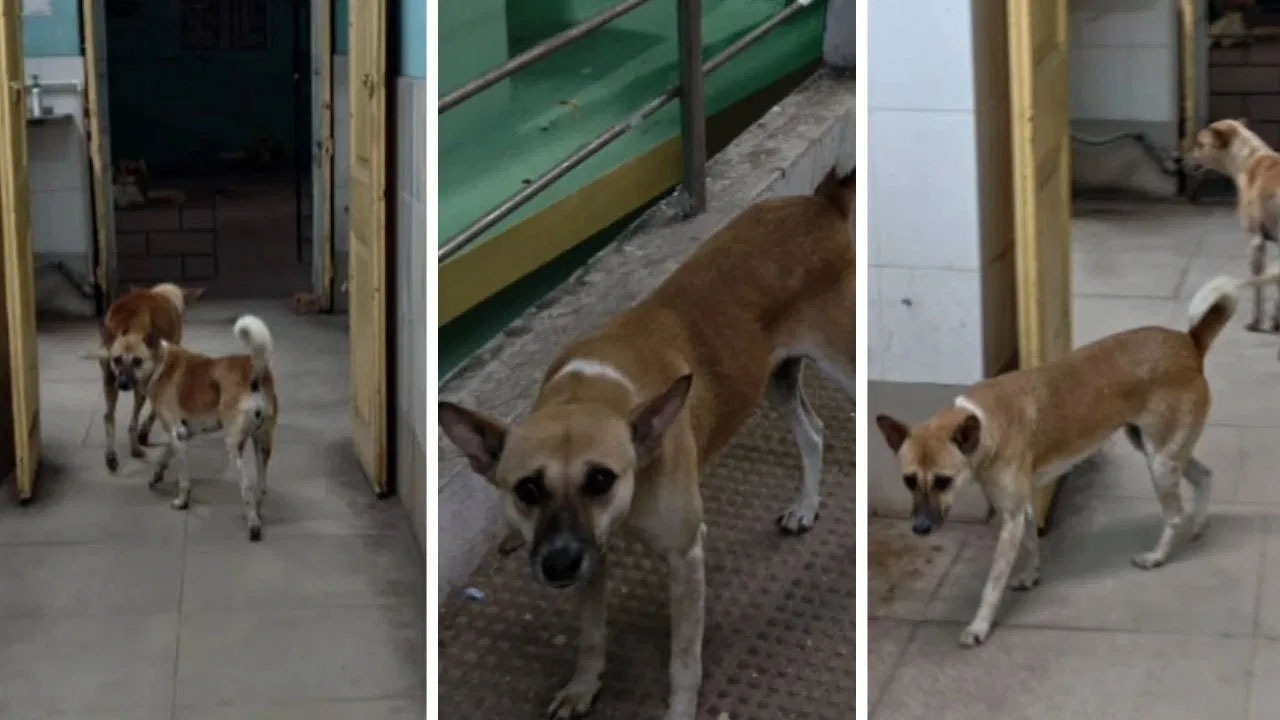 سرکاری اسپتال میں جانور آزادانہ گھوم رہے ہیں