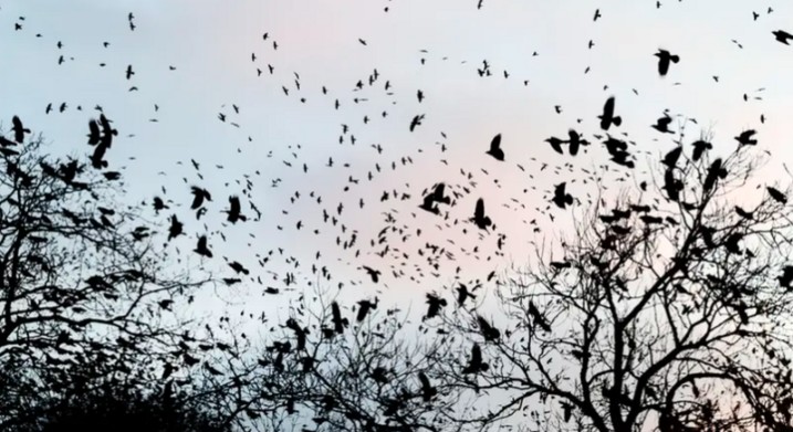 کوؤں کے غول تل ابیب کی فضاؤں پر قابض..."پراسرار آفات" کا خوف