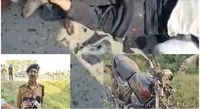 بلند شہر میں سڑک حادثہ: میاں بیوی اور تین معصوم بچوں سمیت پورا خاندان اجڑ گیا