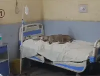 اٹاوہ سرکاری اسپتال میں مریضوں کے بستروں پر کتوں کا قبضہ