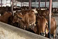 ایلم بازار کا صدیوں پرانا گائے ہاٹ سنسان