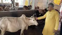 گائے کو پیار کرنے سے بلڈ پریشر کم ہوتا ہے! دلیپ گھوش کا نیا دعویٰ
