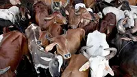 ذبیحہ گائے اور اس کی فروخت کی اجازت دی جائے : بکاش رنجن بھٹاچاریہ کا عدال سے اپیل
