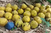 بیر بھوم کے ملار پور علاقے سے بھاری مقدار میں بم برآمد