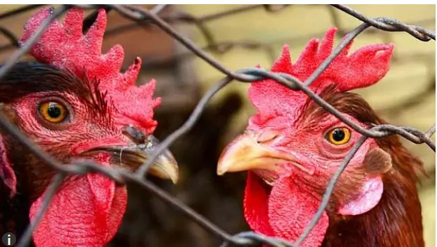 وارانسی میں گوشت کی دکانوں پر مکمل پابندی سے تاجروں میں ناراضگی، ہندو صارفین کو بھی مشکلات کا سامنا