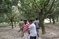 بم کو آم سمجھ کر کھیلنے کے دوران دھماکہ، تین بچے زخمی ہوگئے