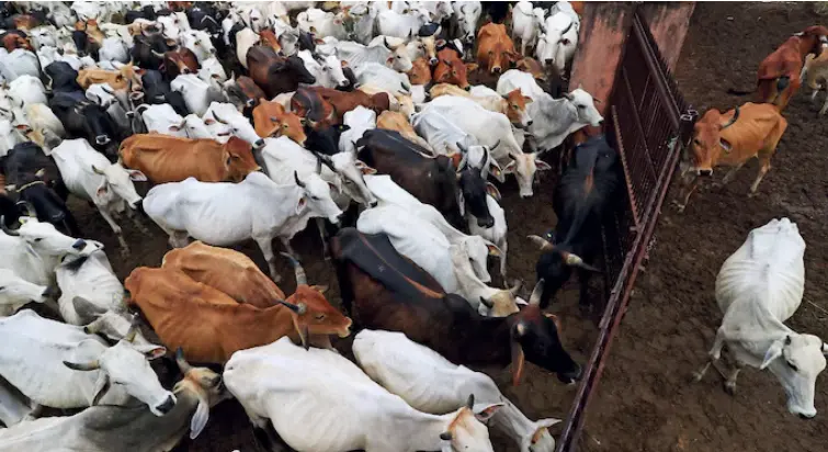بقرعید پر گائے کے ذبیحہ پر پابندی کا معاملہ: سپریم کورٹ سے تمل ناڈو حکومت کو بڑی راحت، ہائی کورٹ کا حکم معطل۔