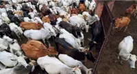 بقرعید پر گائے کے ذبیحہ پر پابندی کا معاملہ: سپریم کورٹ سے تمل ناڈو حکومت کو بڑی راحت، ہائی کورٹ کا حکم معطل۔