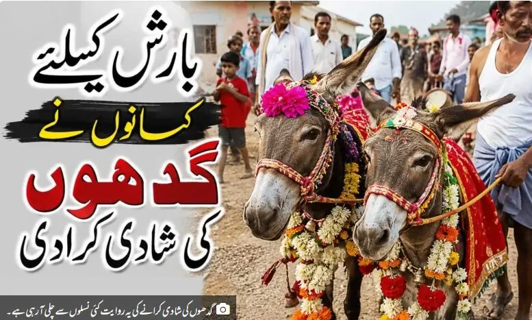 بارش کیلئے کسانوں نے گدھوں کی شادی کرادی، ڈھول باجے کے ساتھ نکلی بارات