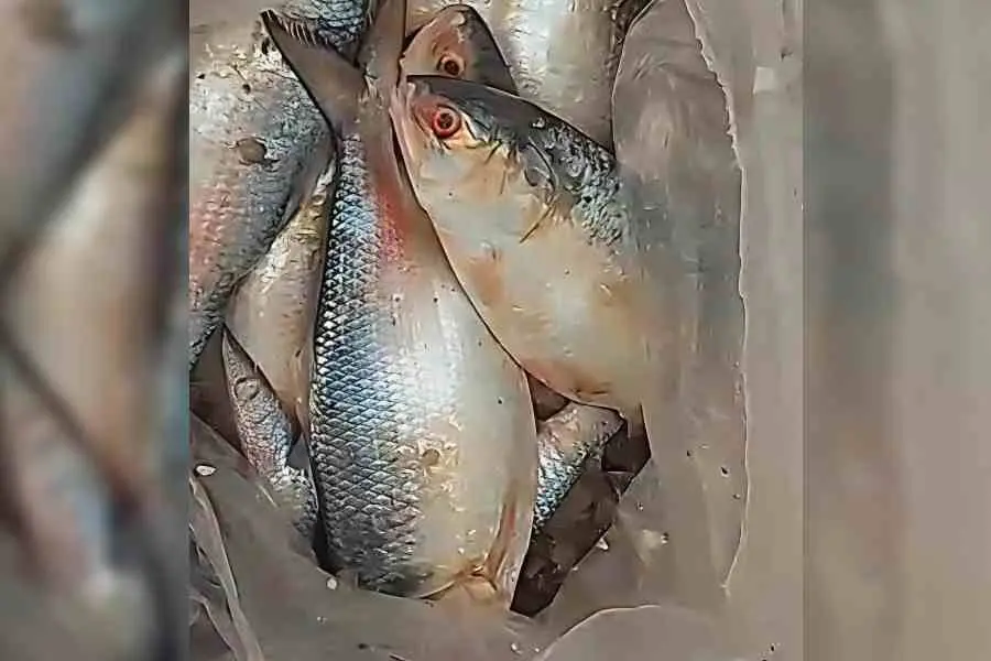 اب ہندوستانی ہلسا پوجا سے قبل بنگلہ دیش پہنچے گا