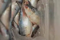 اب ہندوستانی ہلسا پوجا سے قبل بنگلہ دیش پہنچے گا